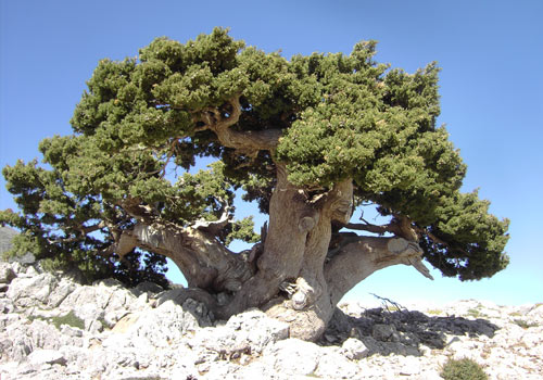 Crete walks: Very old Cypress tree in the White mountains